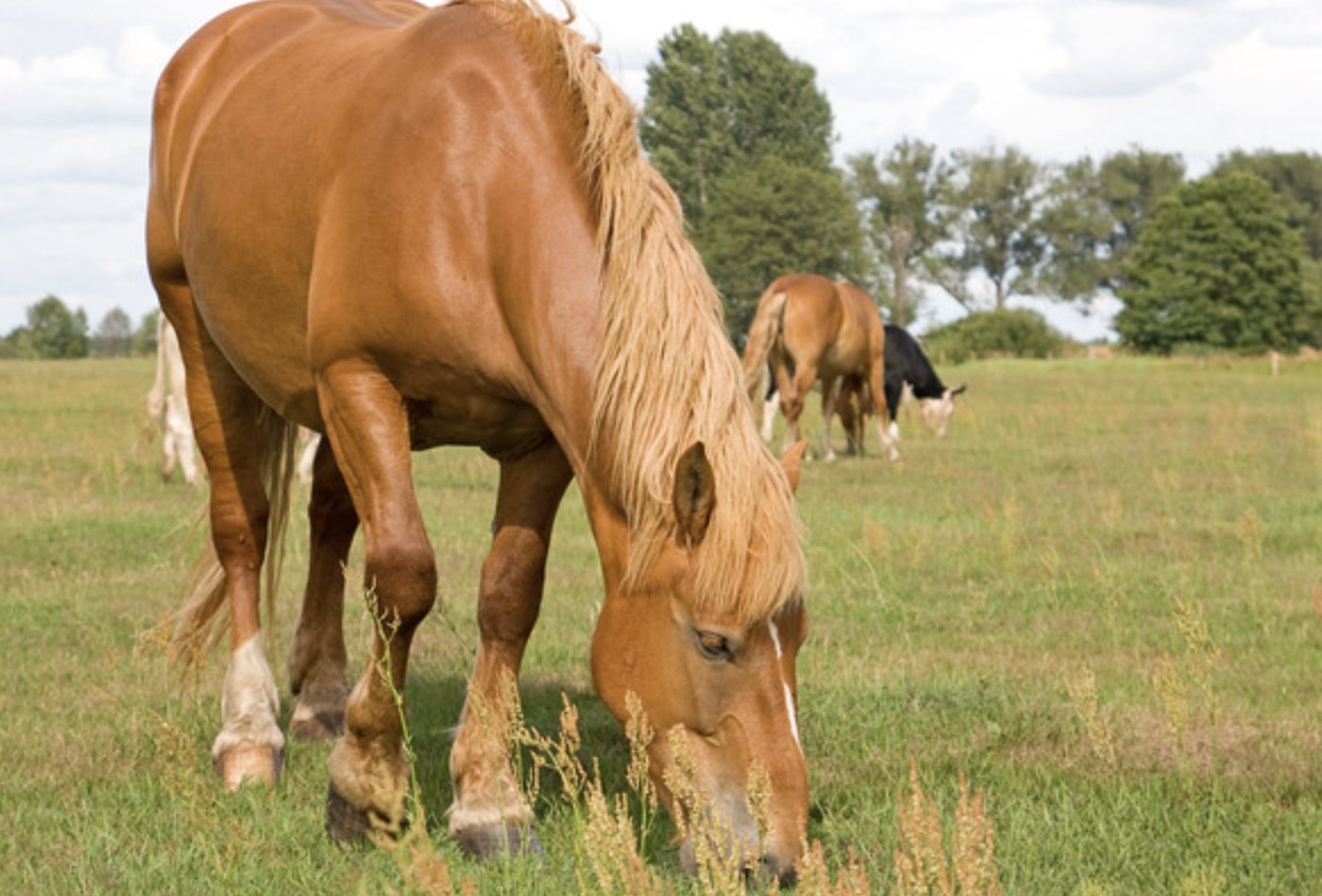 Horses grazing in the pasture